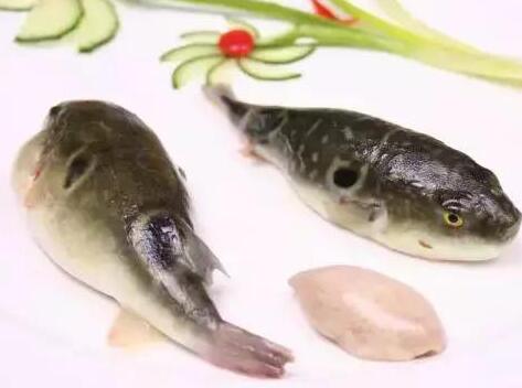 养殖河豚鱼被做成鱼干还会有毒吗